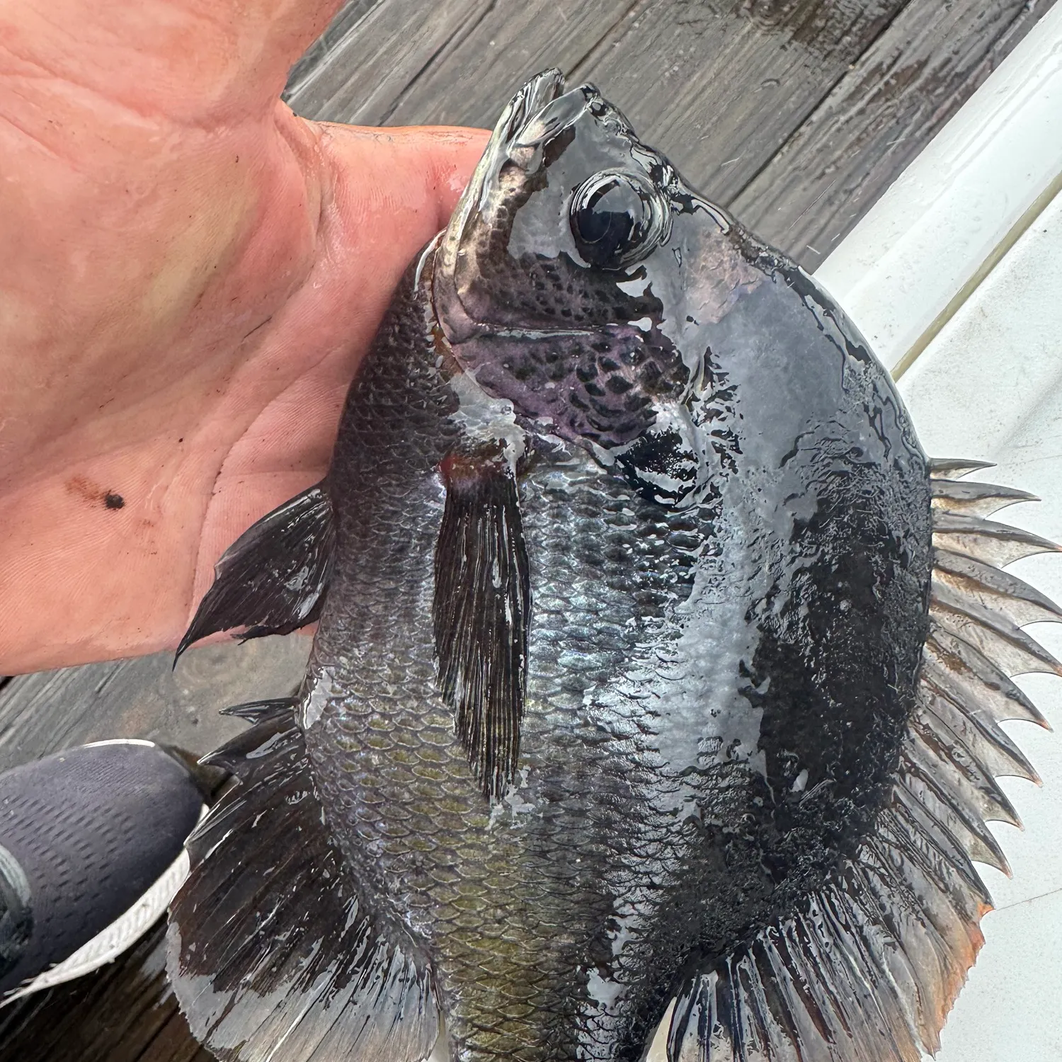 Coppernose bluegill caught on Fishbrain