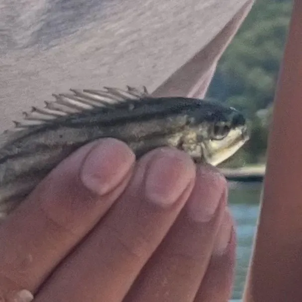 The most recent Eastern striped grunter catches on Fishbrain