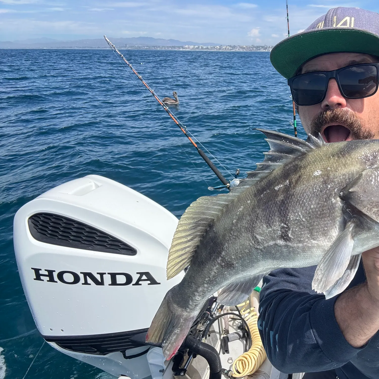 Barred sand bass caught on Fishbrain