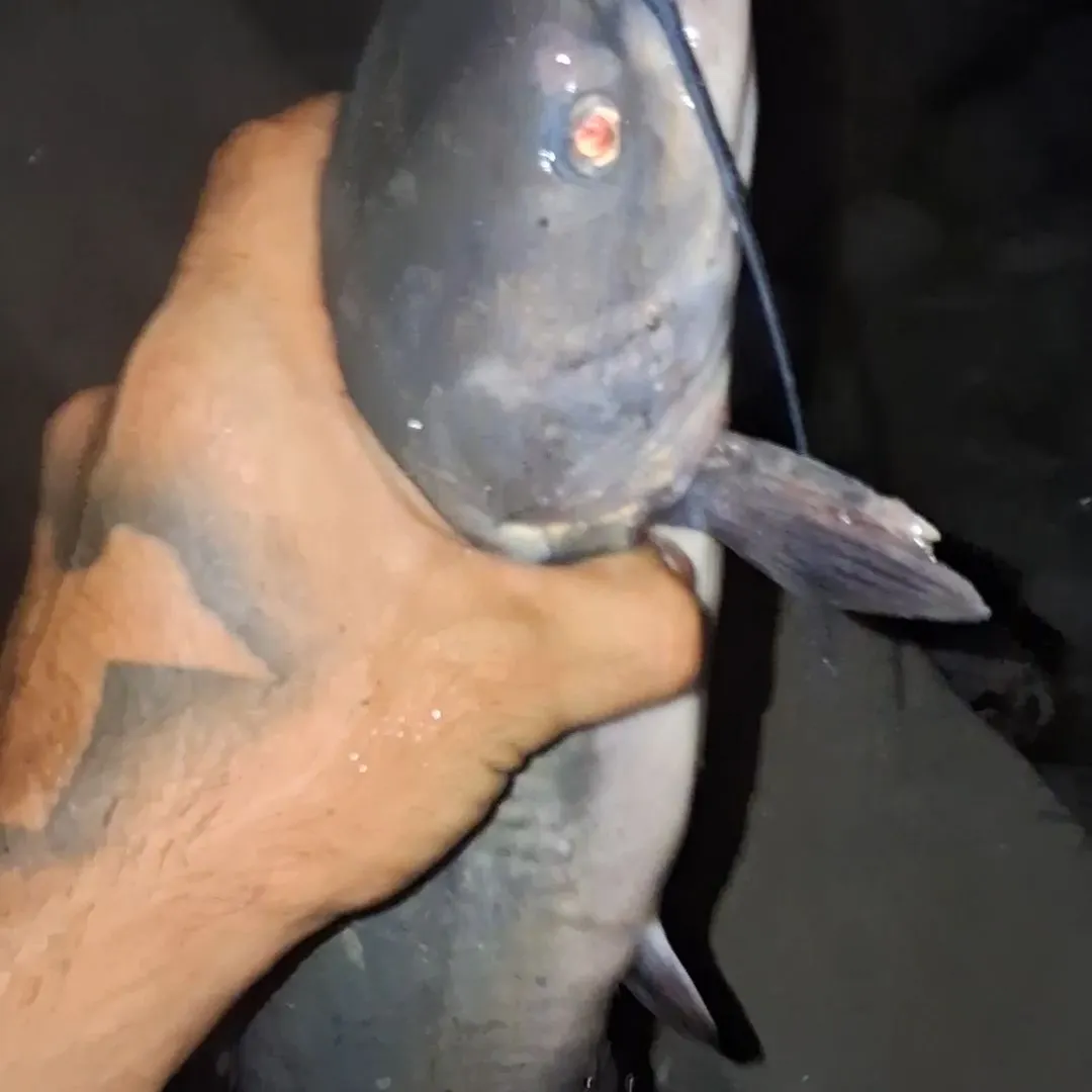 Fish caught on Fishbrain