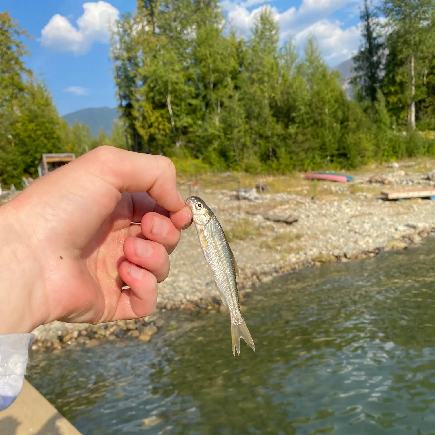 Northern pikeminnow caught on Fishbrain