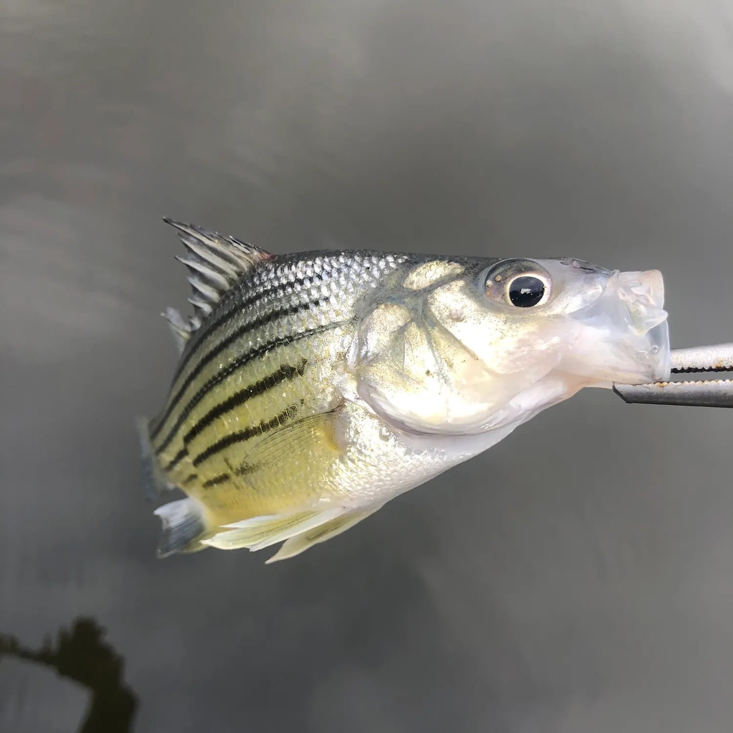 The most recent Yellow bass catches on Fishbrain