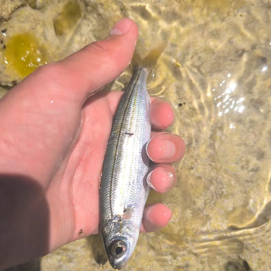 The most recent Bogue catches on Fishbrain