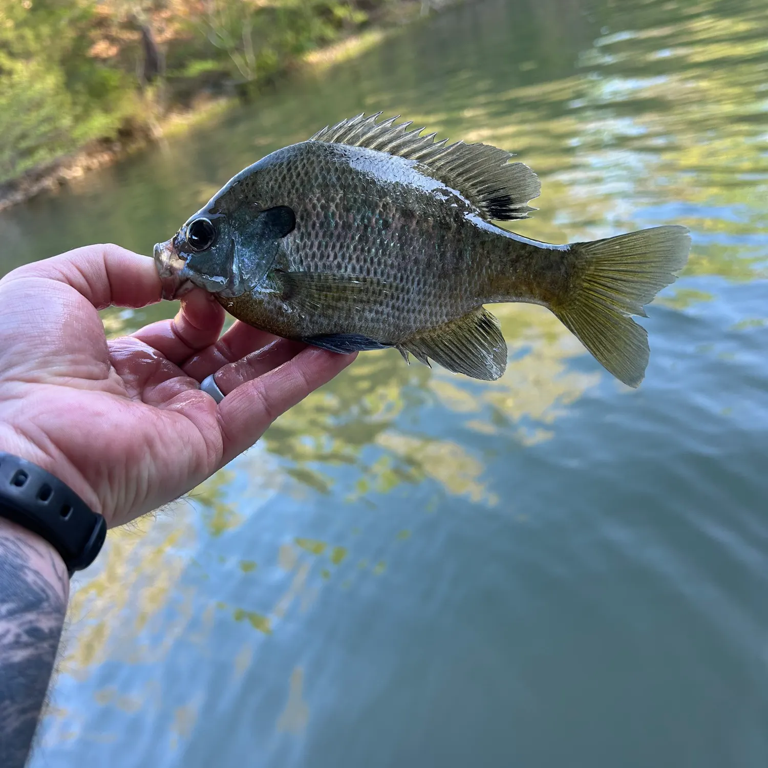 recently logged catches