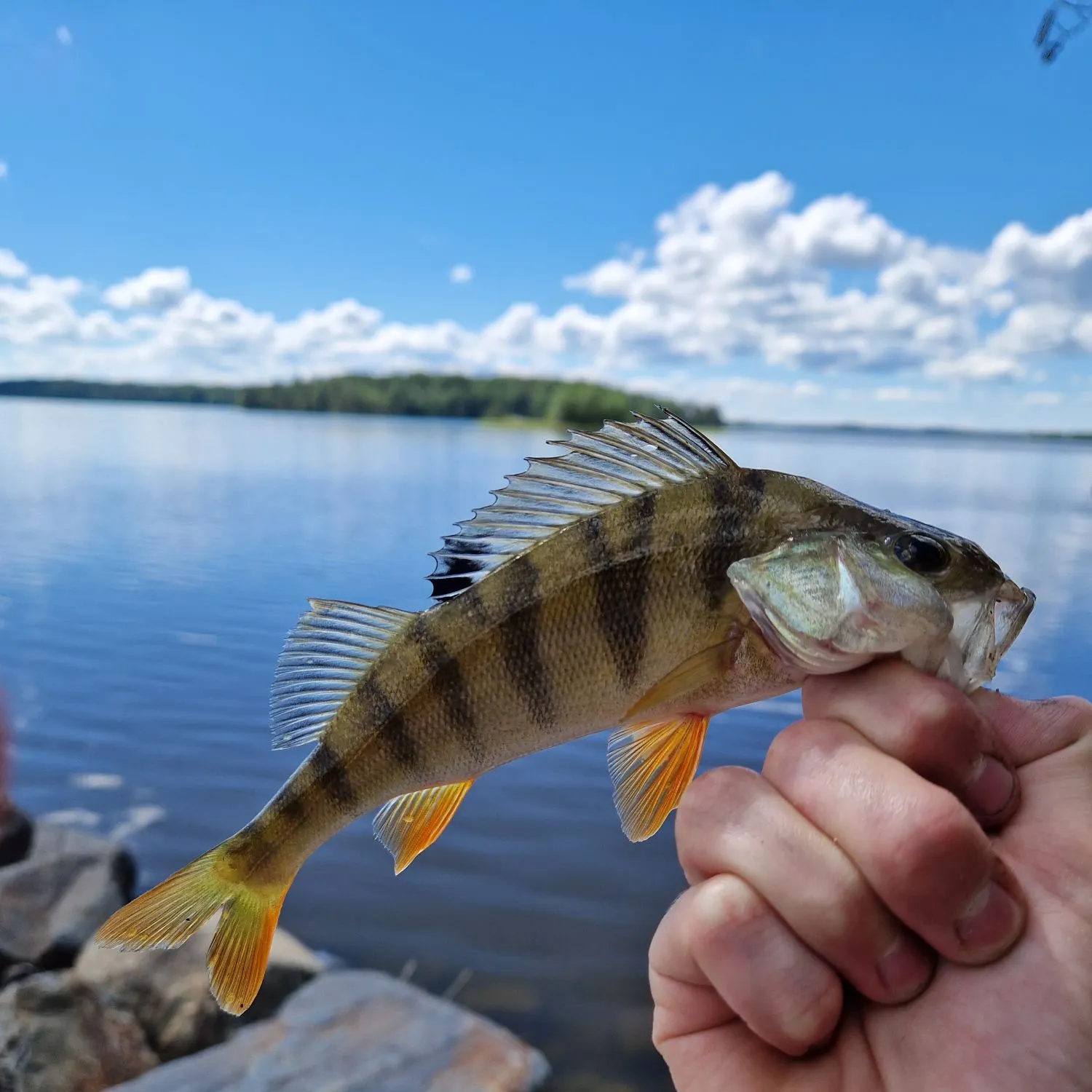 The most recent European perch catches on Fishbrain