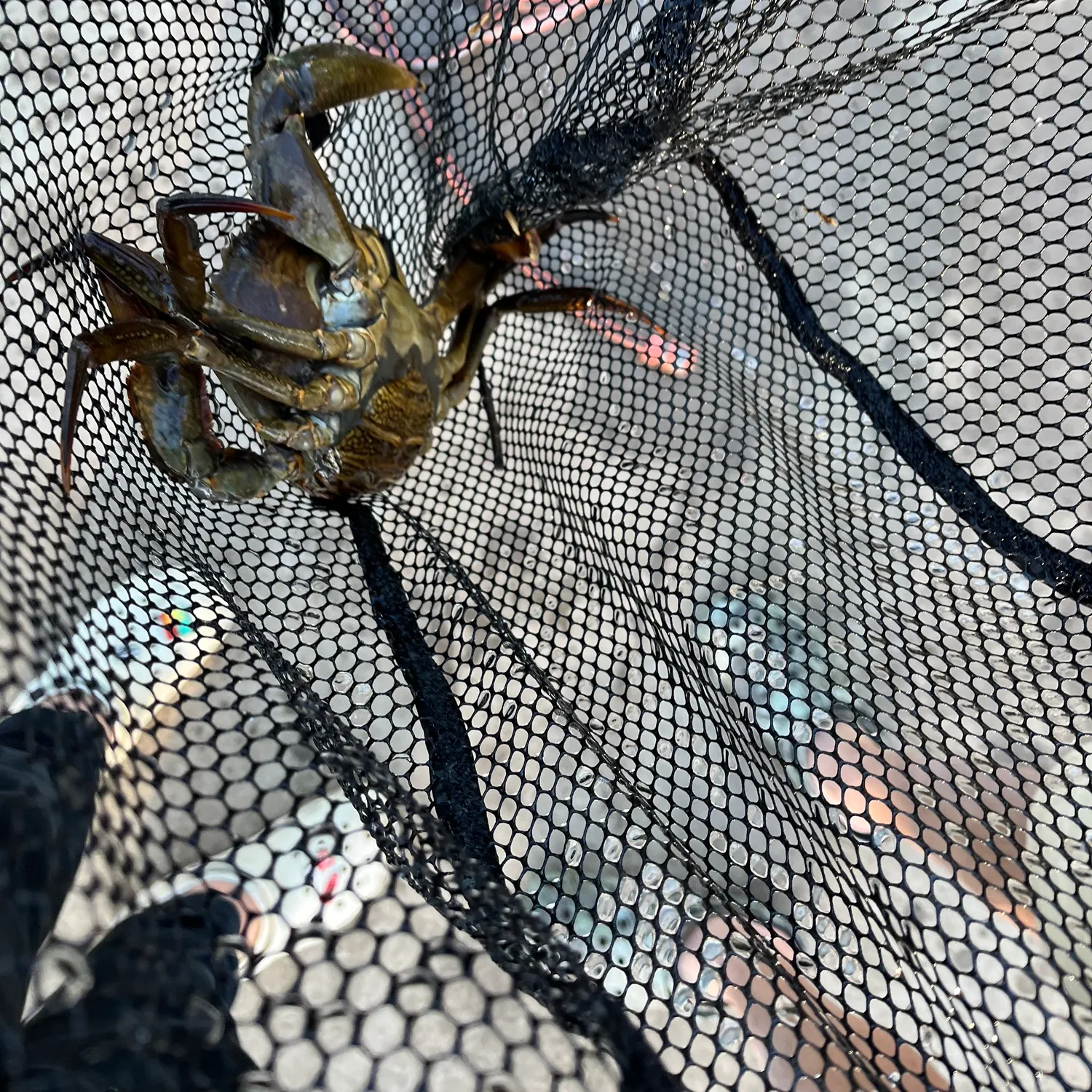 The most recent Giant mud crab catches on Fishbrain