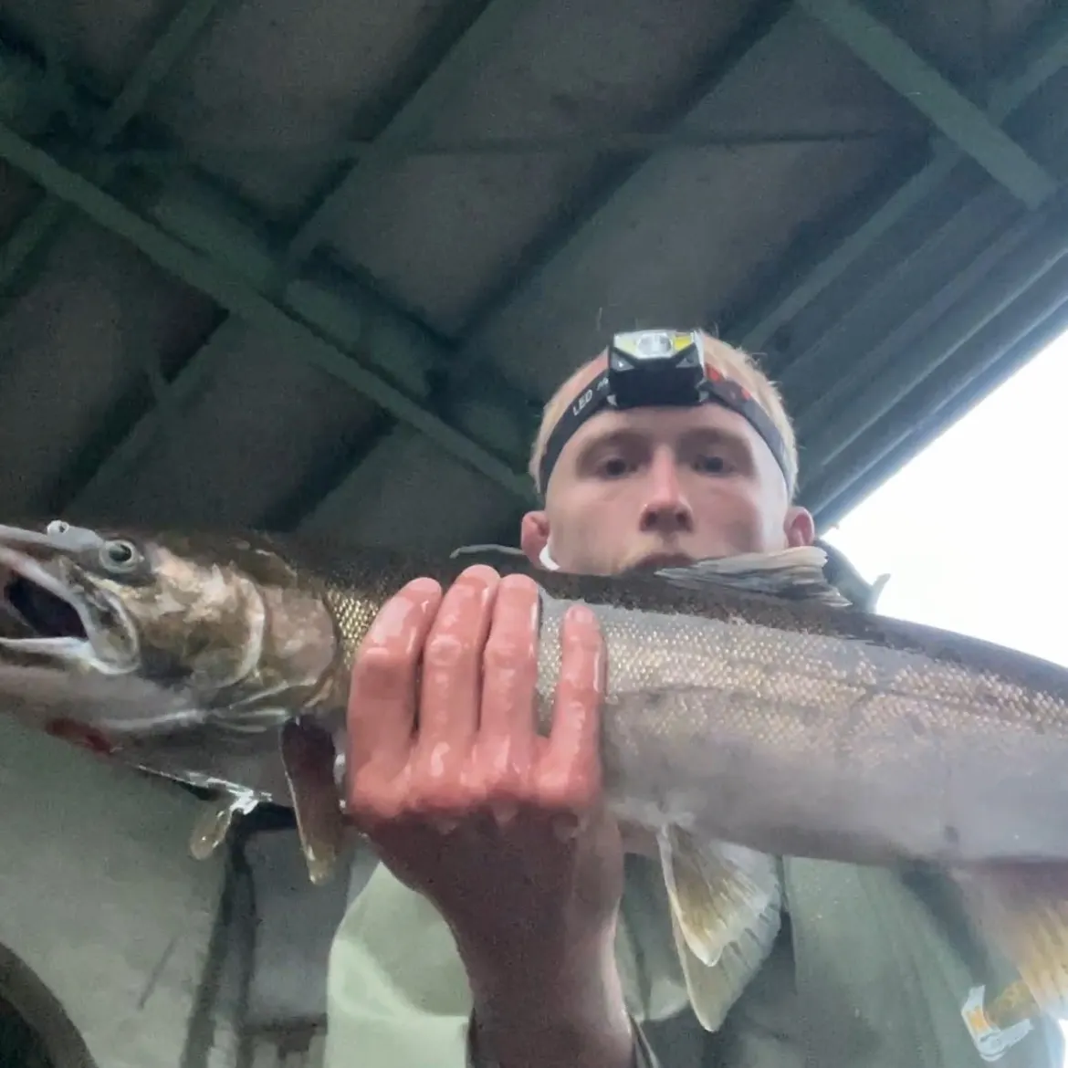 Coho salmon caught on Fishbrain