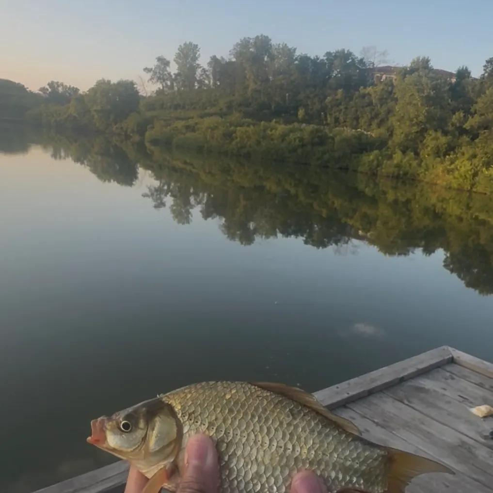 The most recent F1 carp catches on Fishbrain
