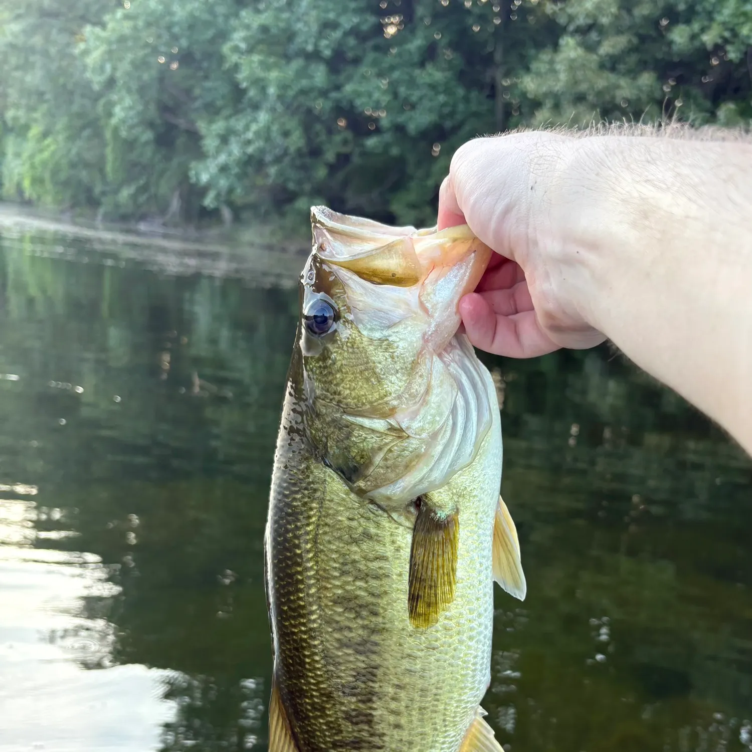 Largemouth bass caught on Fishbrain