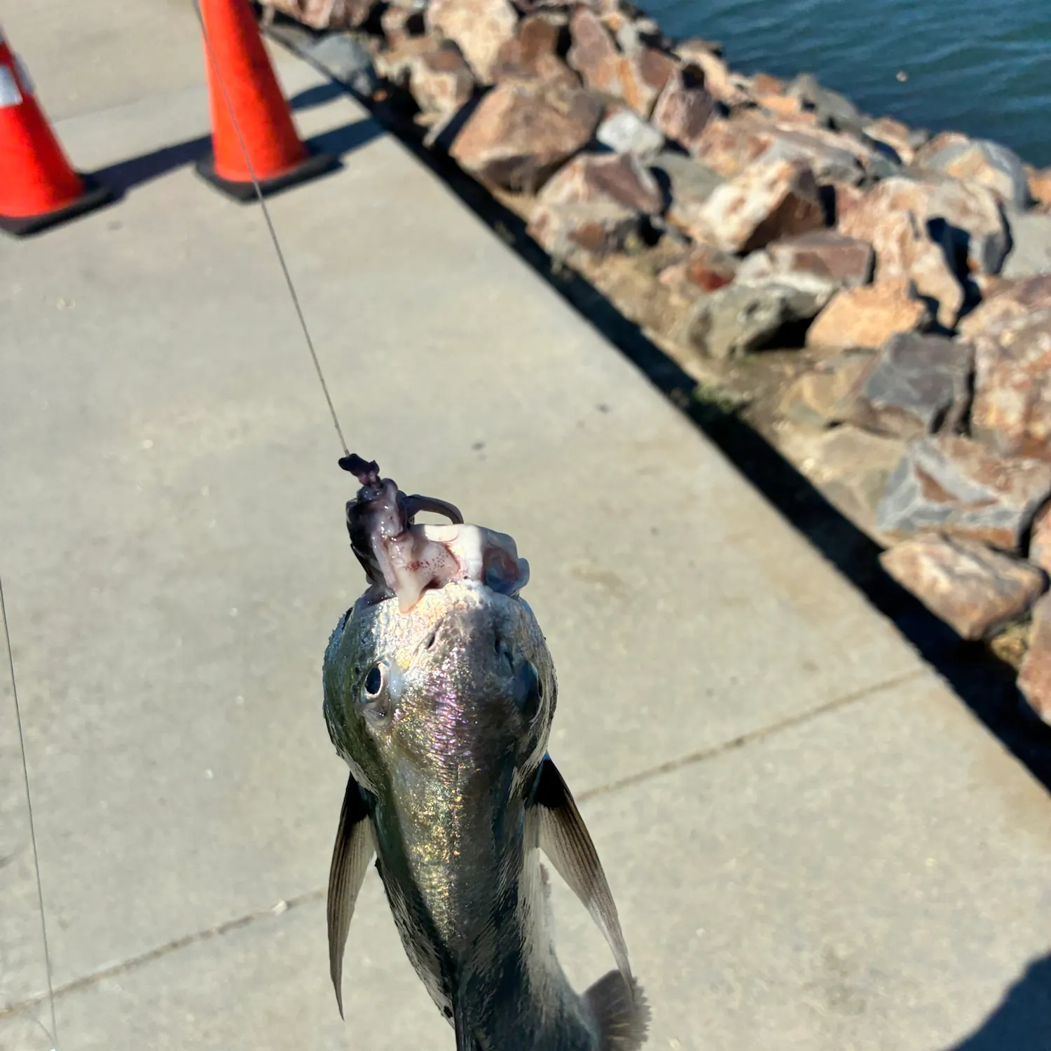 White croaker caught on Fishbrain