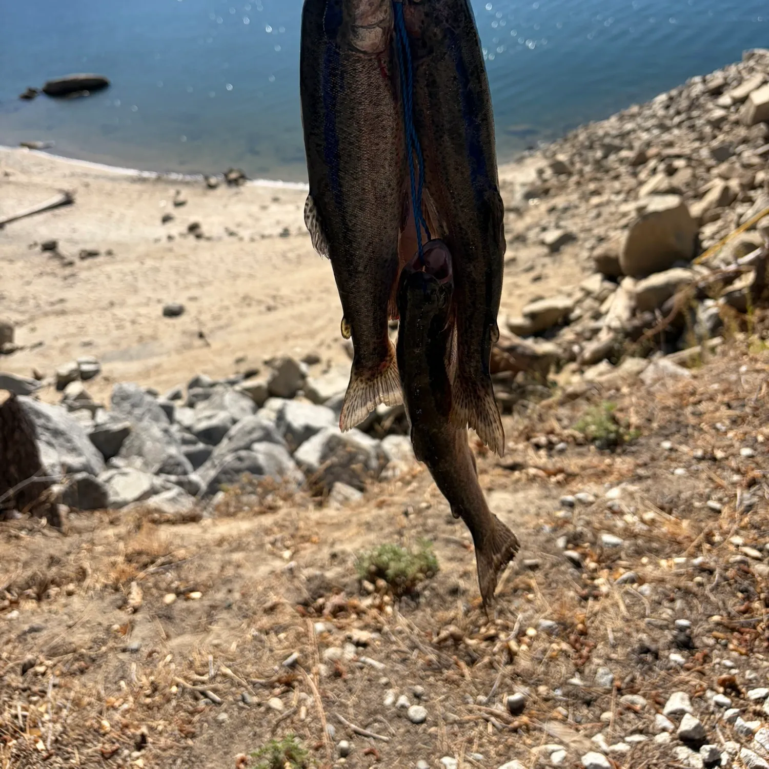 Fish caught on Fishbrain