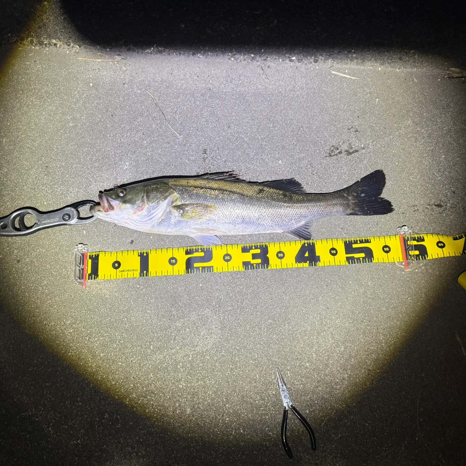 The most recent Japanese seabass catches on Fishbrain