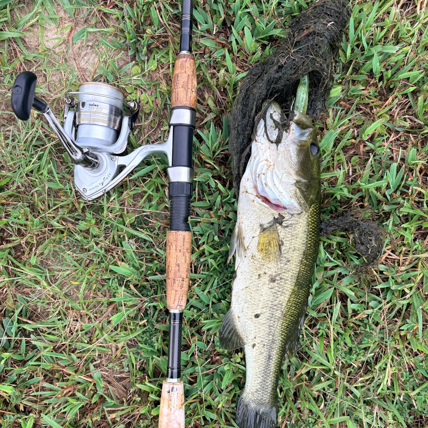 Largemouth bass caught on Fishbrain