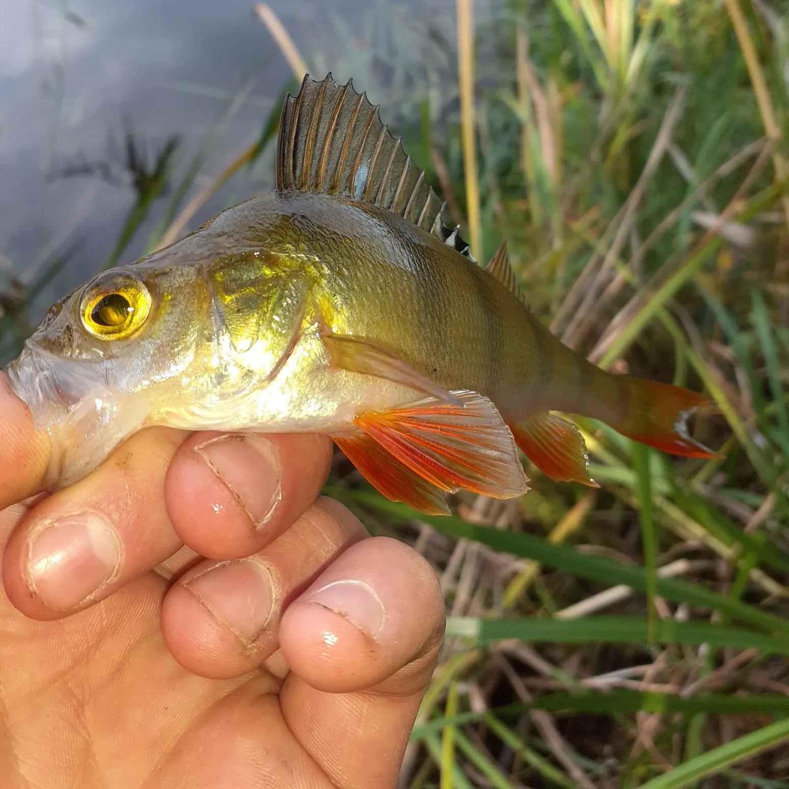 European perch caught on Fishbrain