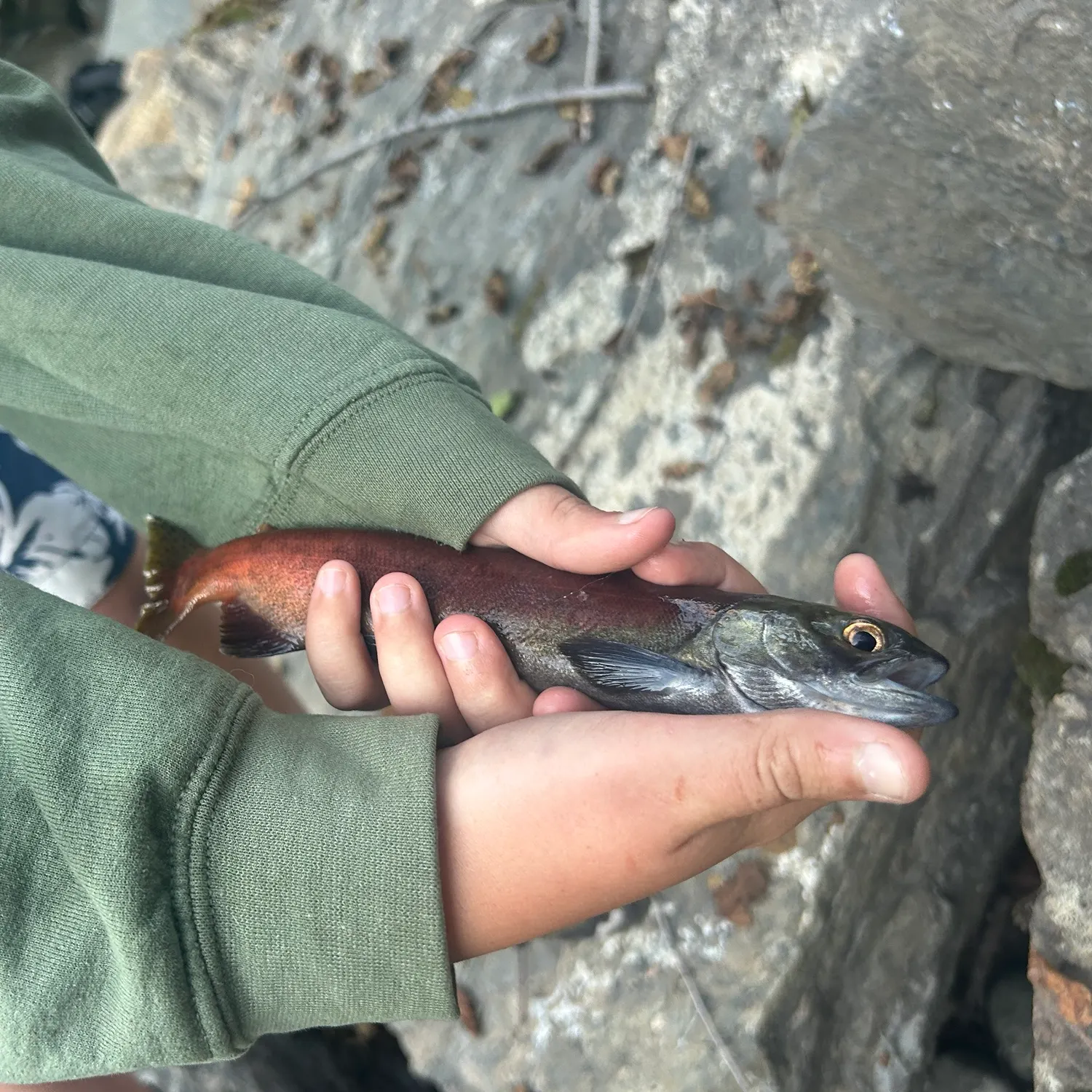 Kokanee salmon caught on Fishbrain