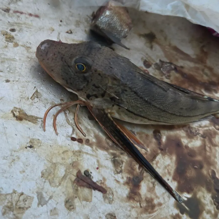 Striped searobin caught on Fishbrain