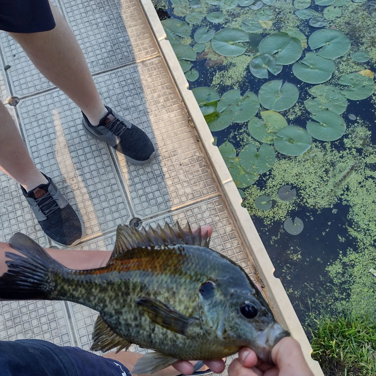 The most recent Redear x bluegill catches on Fishbrain