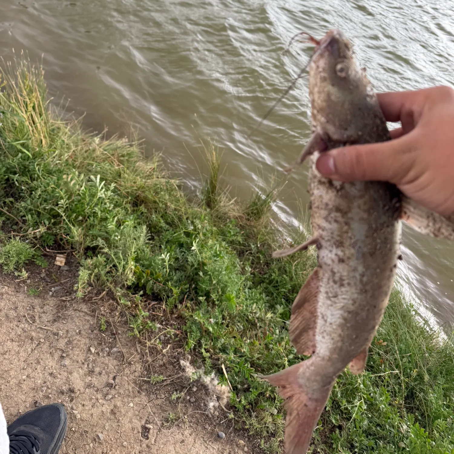 Channel catfish caught on Fishbrain
