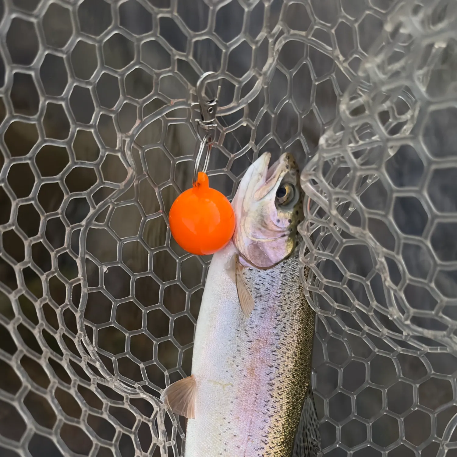 The most recent Kern River Rainbow Trout catches on Fishbrain