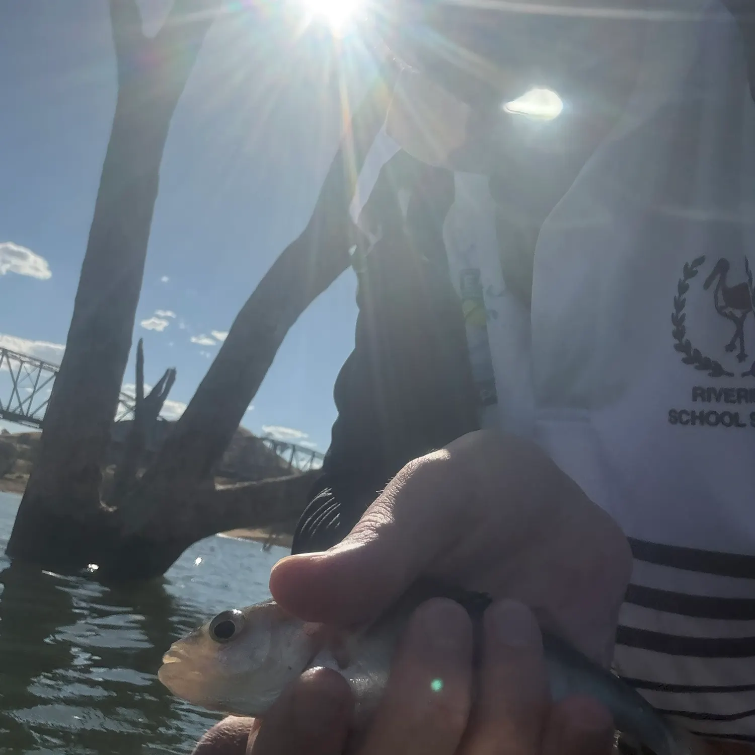 The most recent European perch catches on Fishbrain