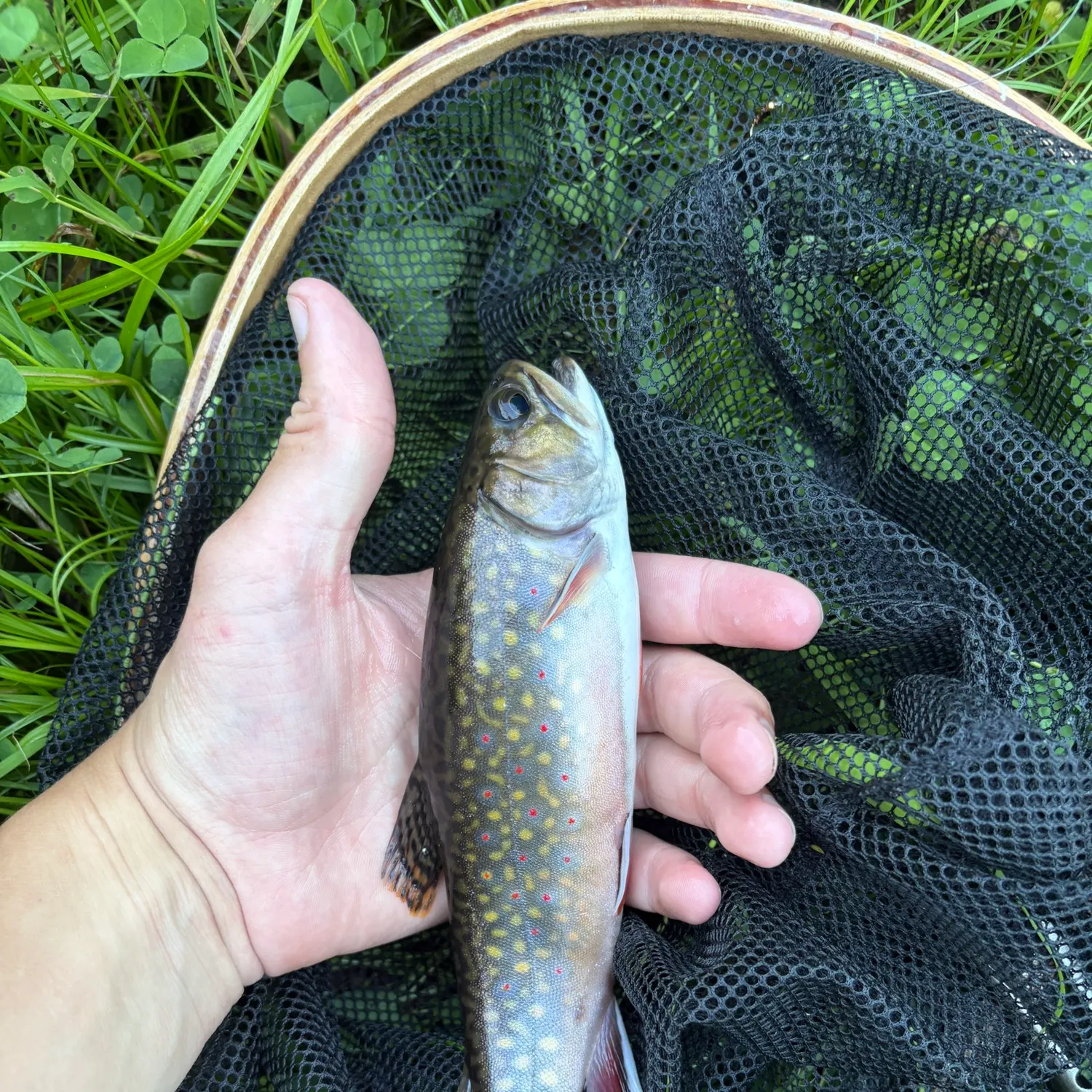Brook trout caught on Fishbrain