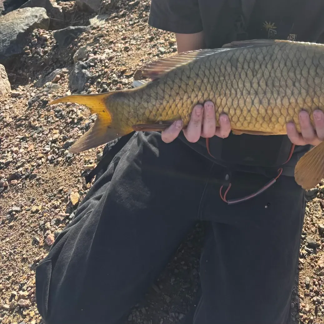 Common carp caught on Fishbrain