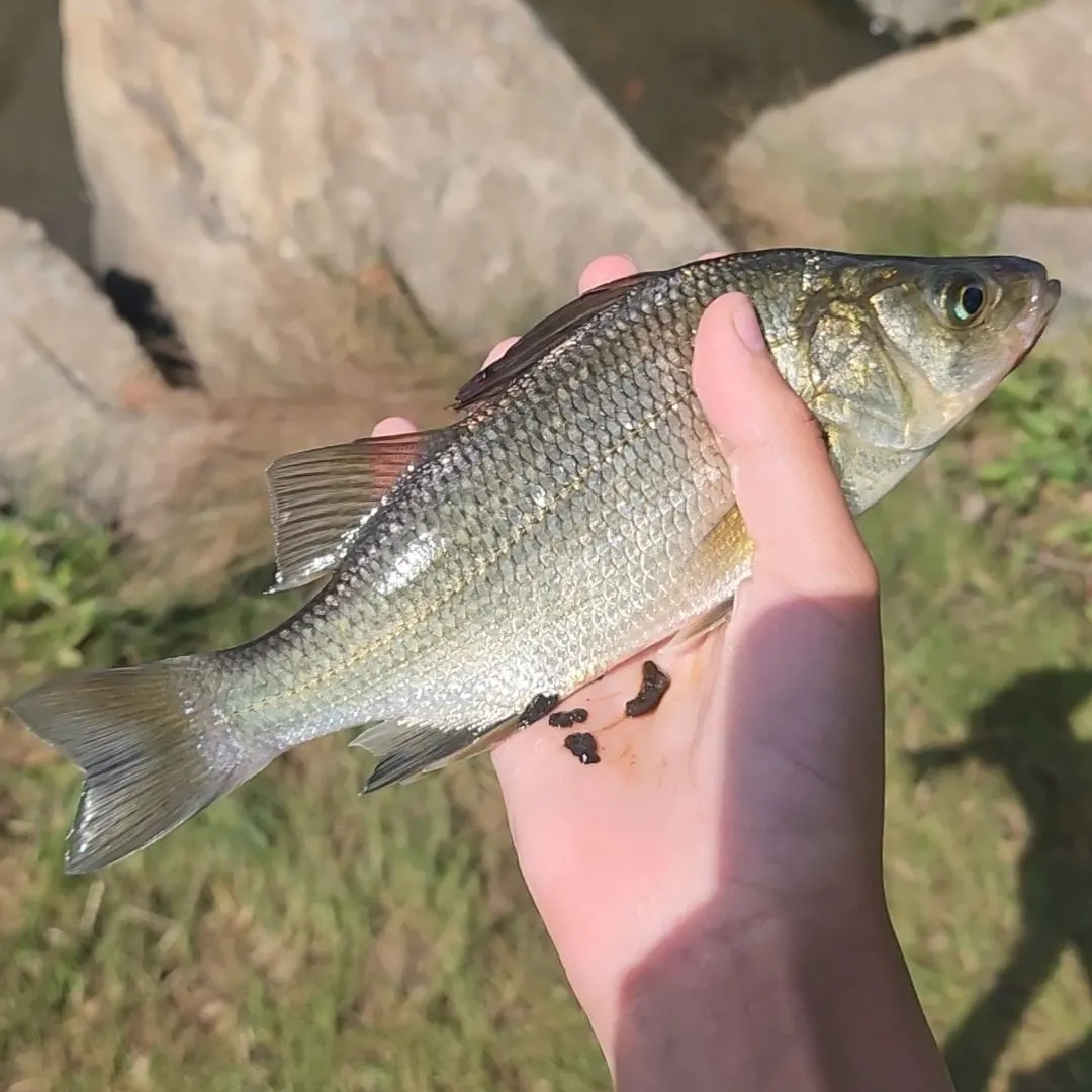 White perch caught on Fishbrain