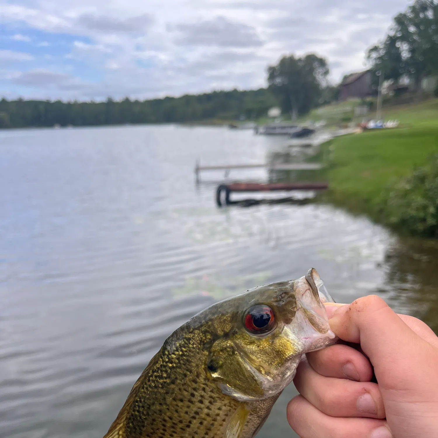 Rock bass caught on Fishbrain