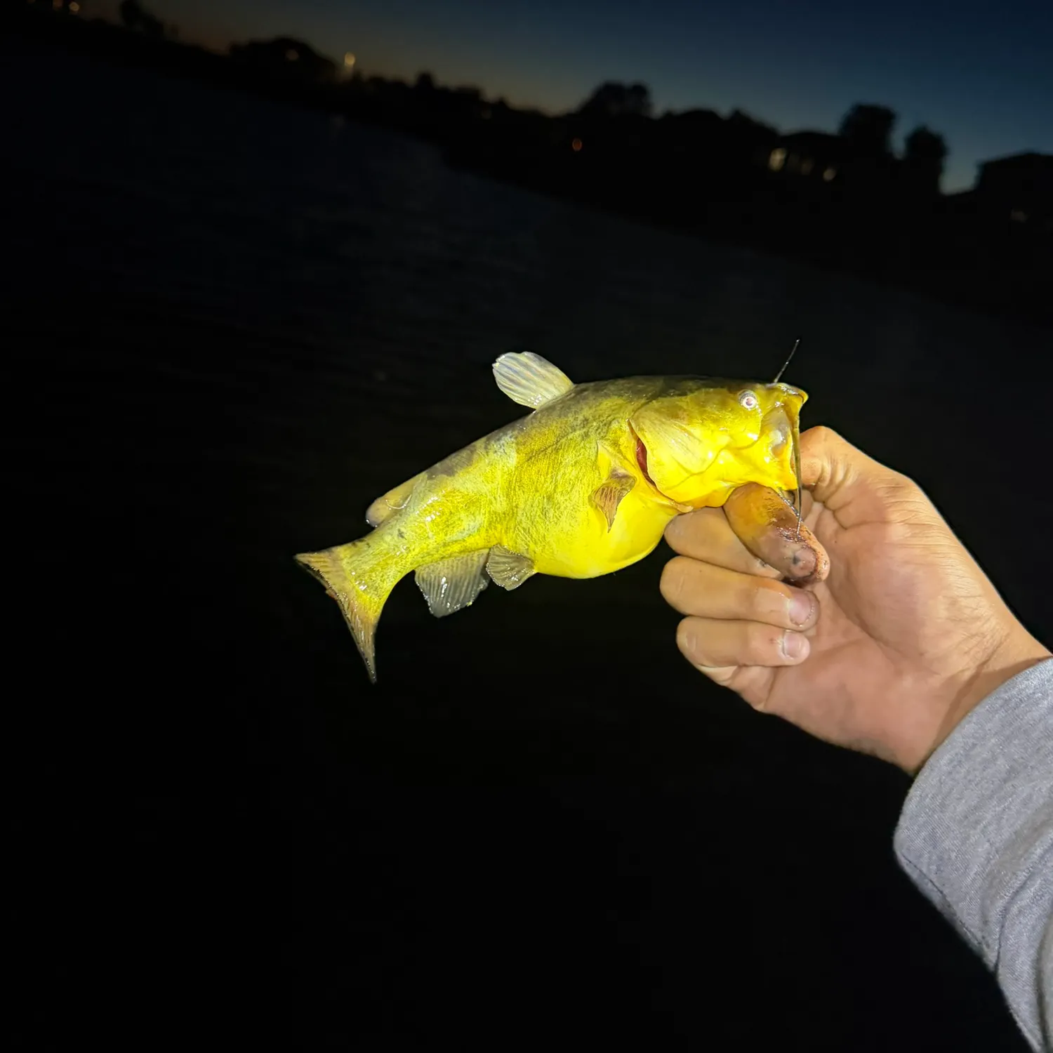 Yellow bullhead caught on Fishbrain