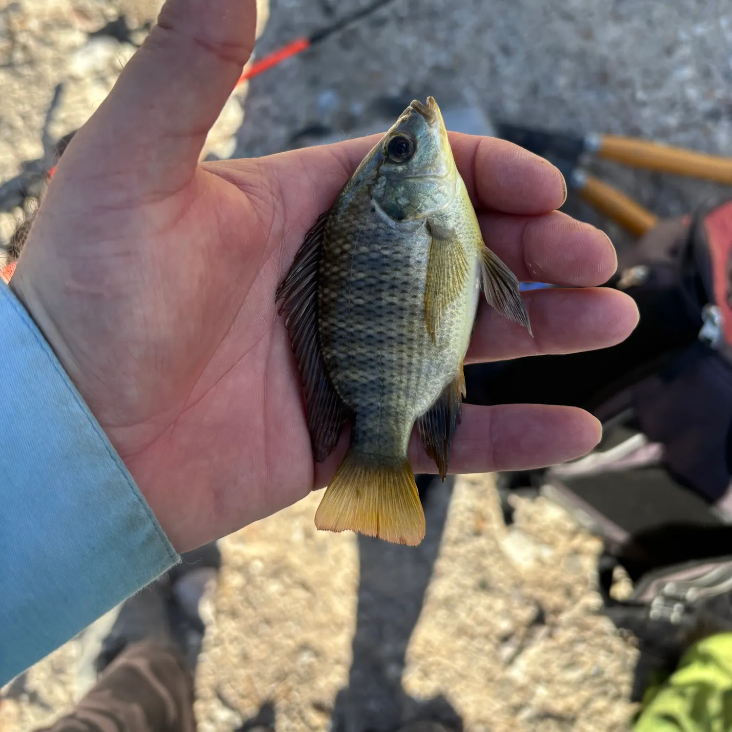 The most recent Nile tilapia catches on Fishbrain