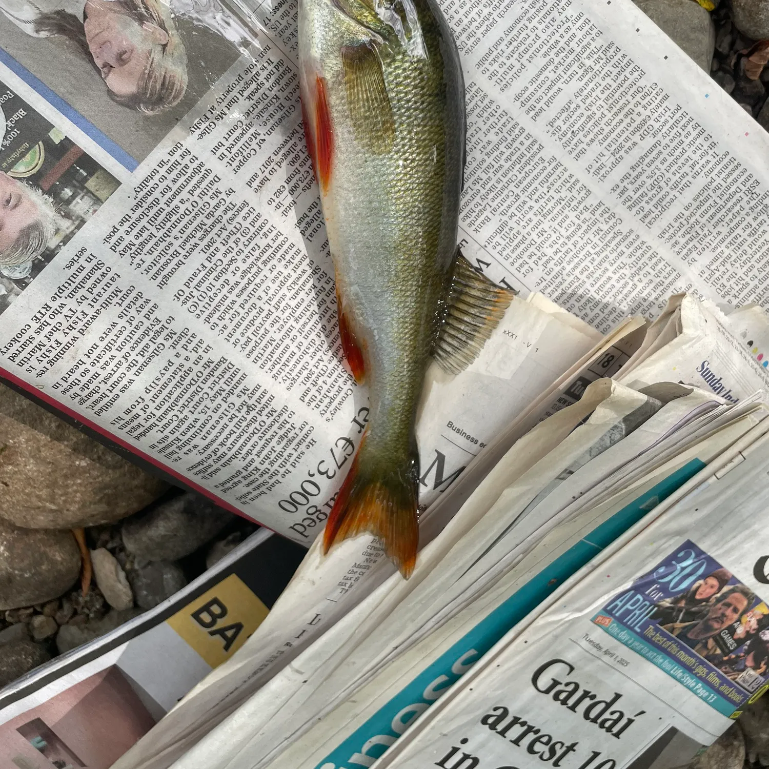 recently logged catches