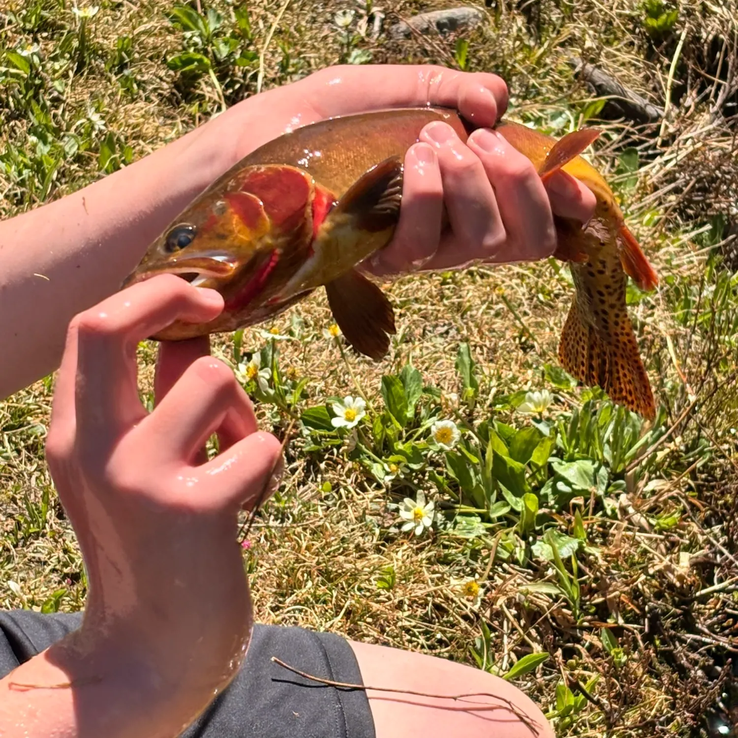Cutthroat trout caught on Fishbrain