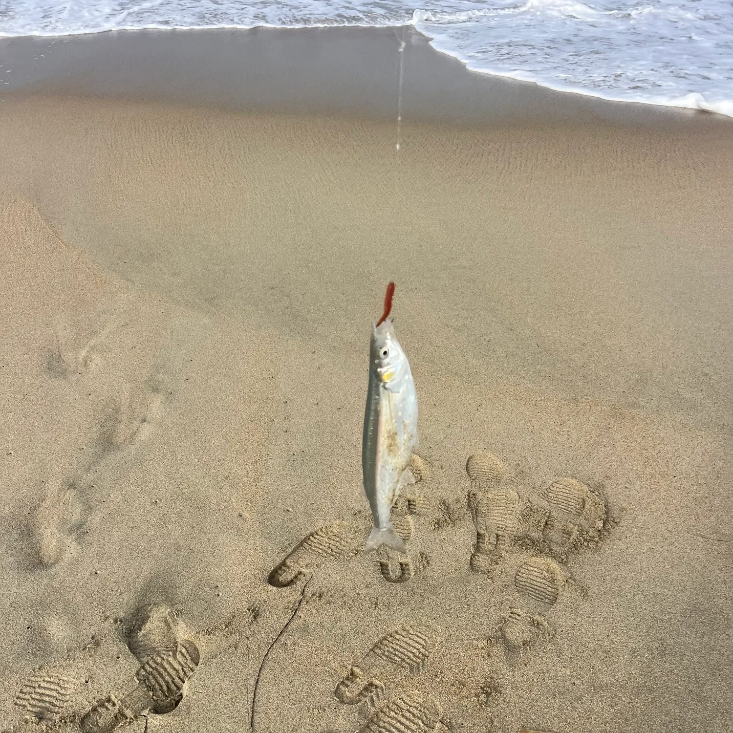 Surf smelt caught on Fishbrain
