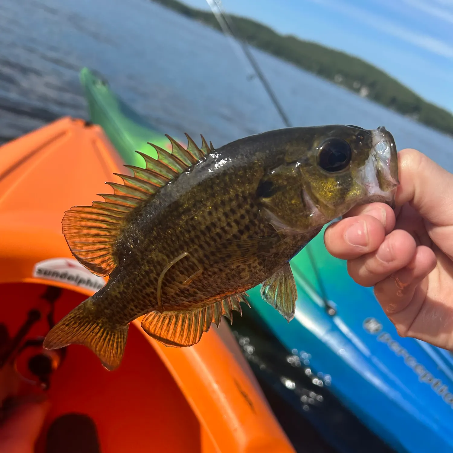 Rock bass caught on Fishbrain