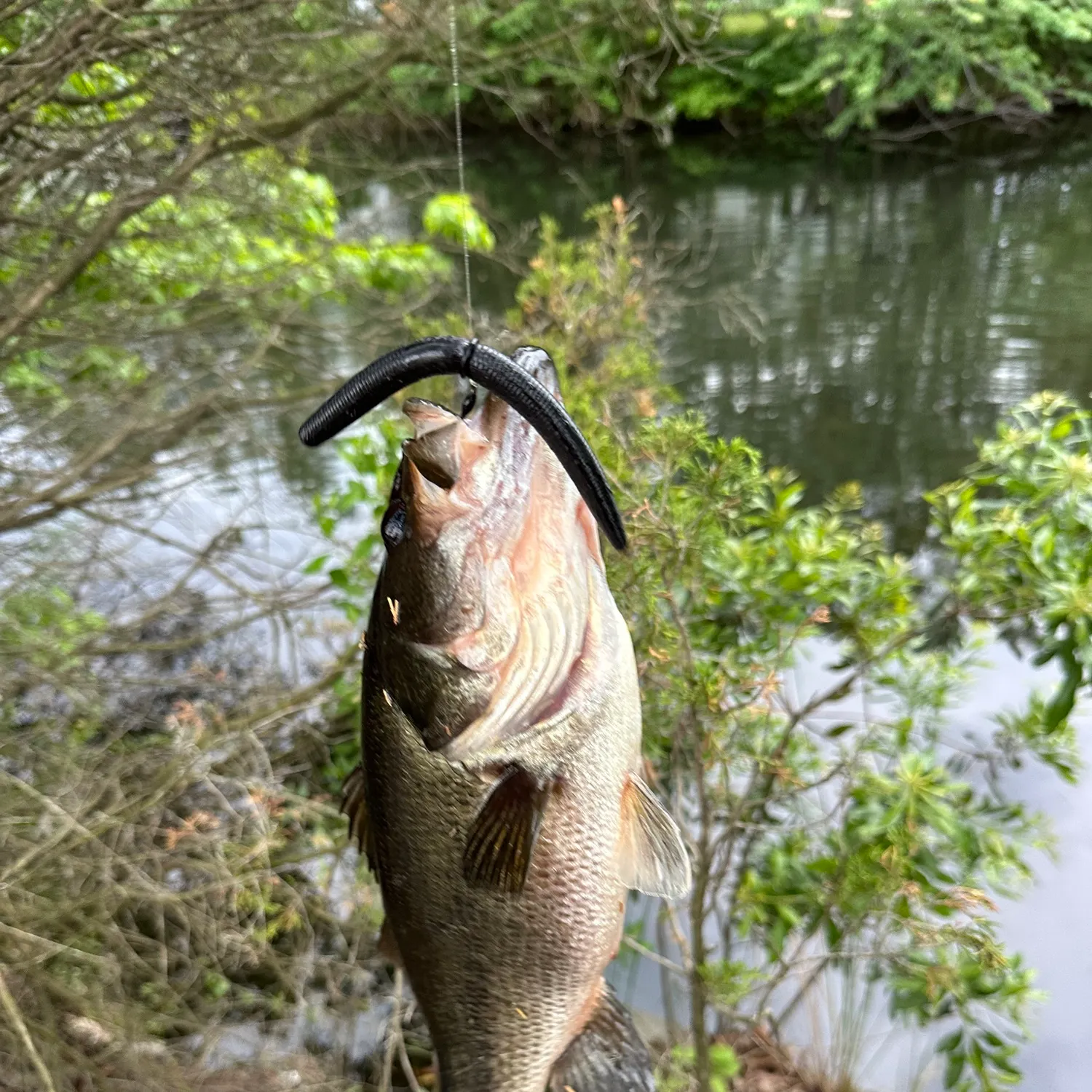 Largemouth bass caught on Fishbrain
