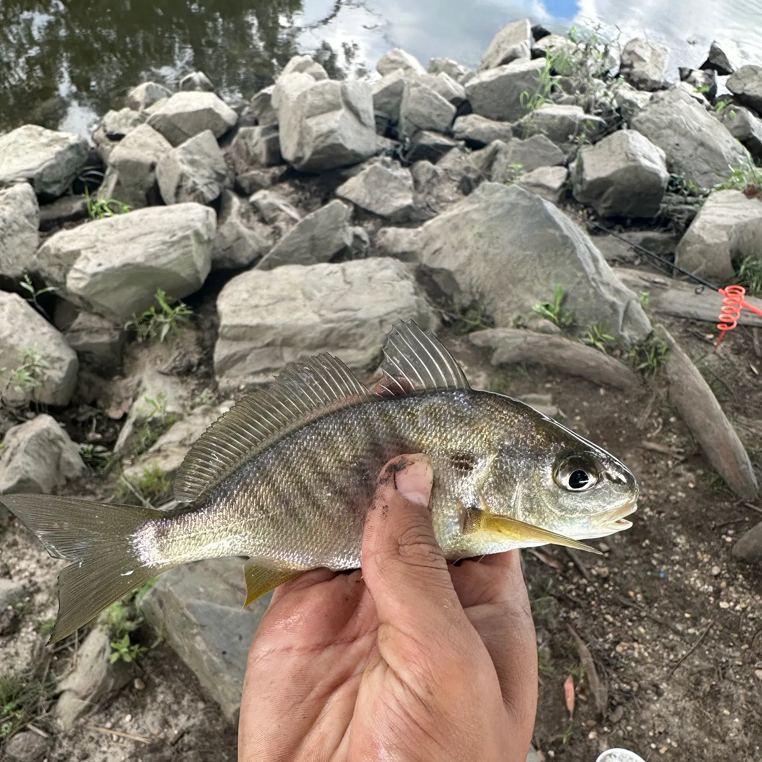 Spot croaker caught on Fishbrain