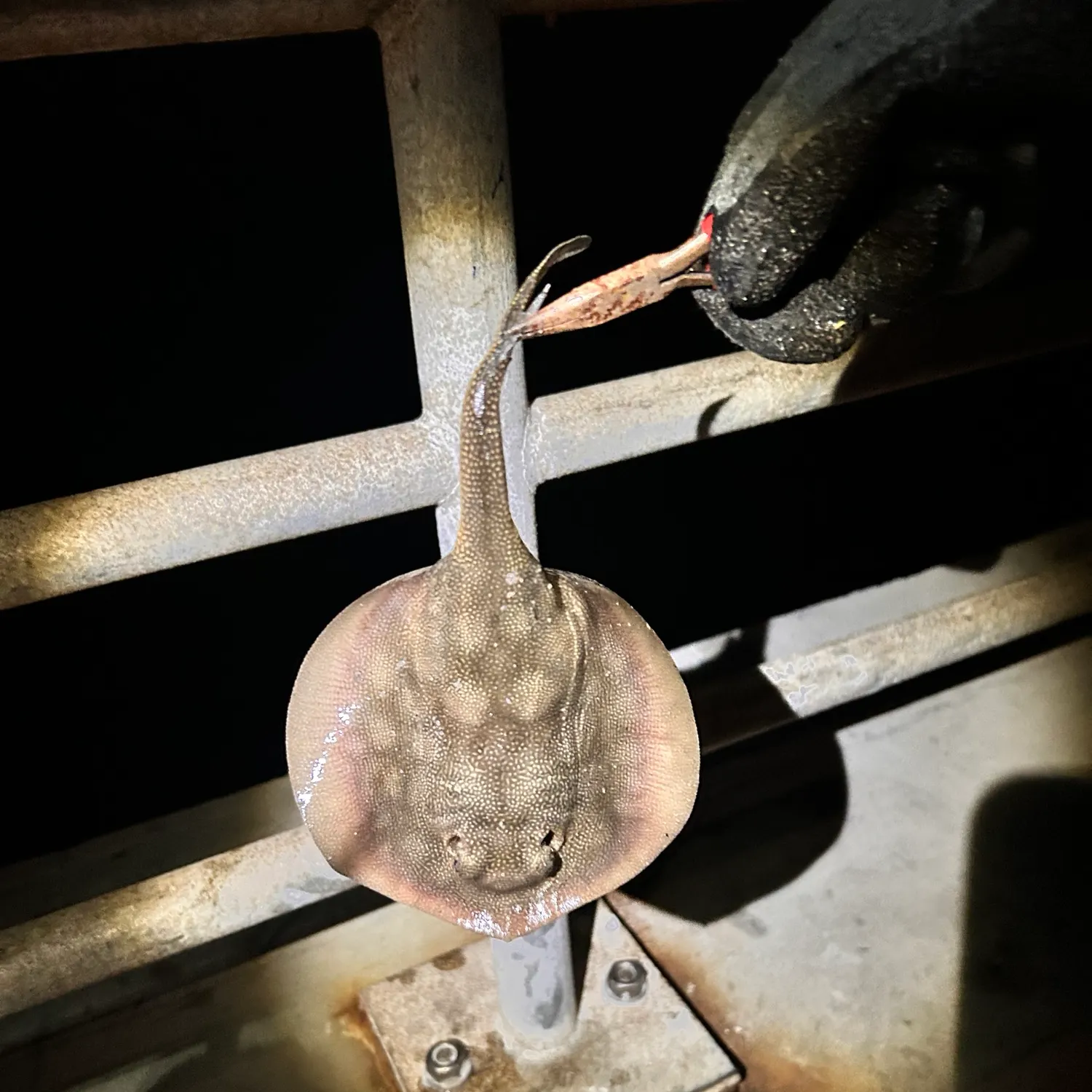 Haller's round ray caught on Fishbrain