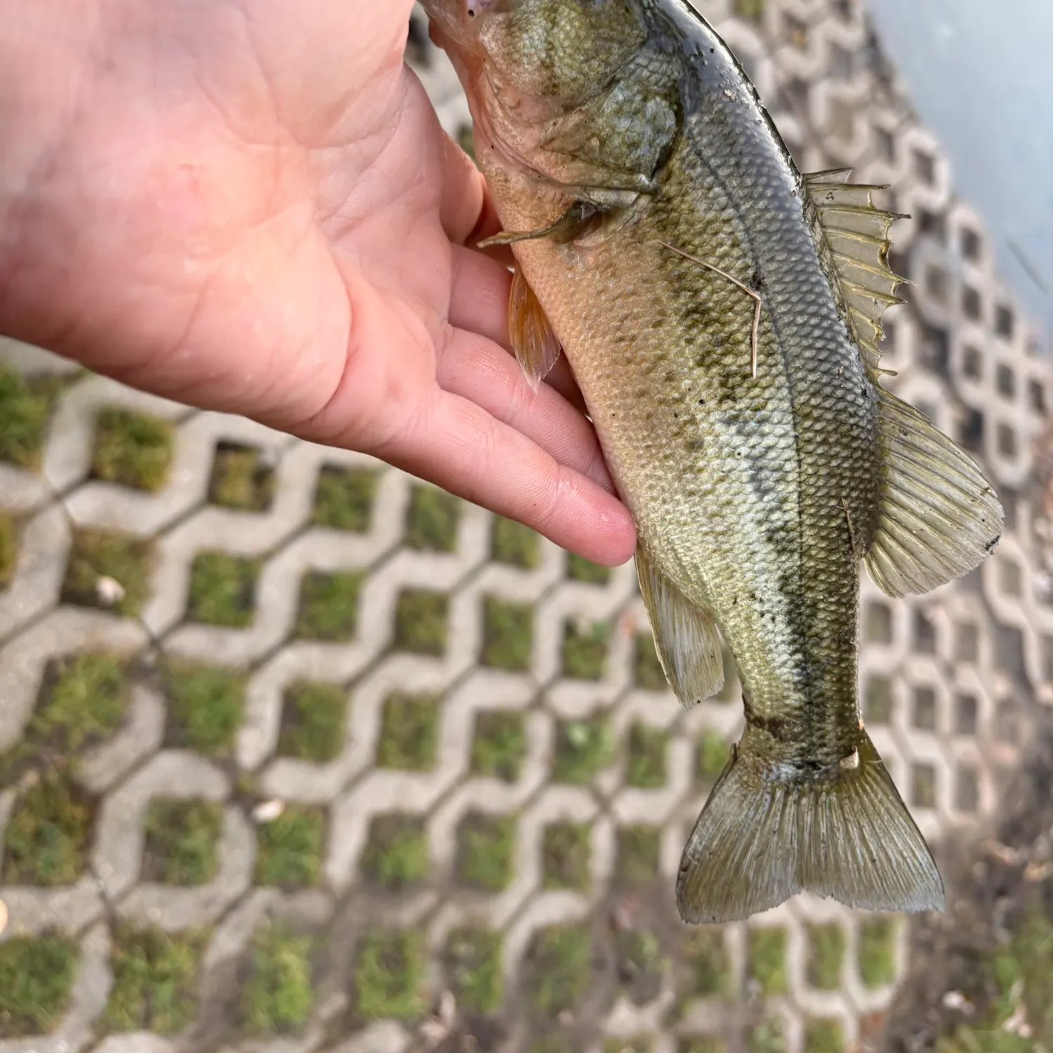 Largemouth bass caught on Fishbrain