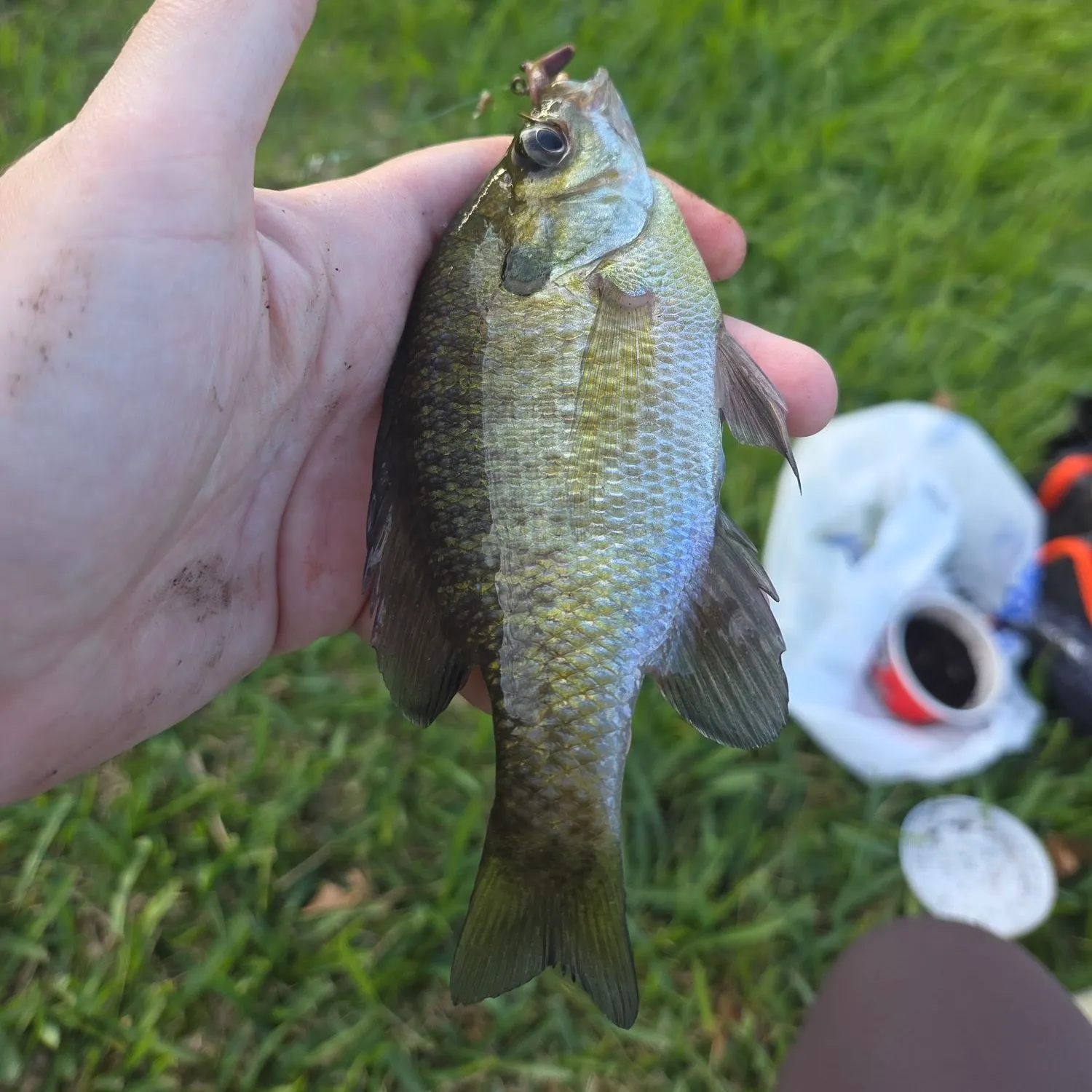 Bluegill caught on Fishbrain