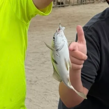 The most recent Sargo catches on Fishbrain