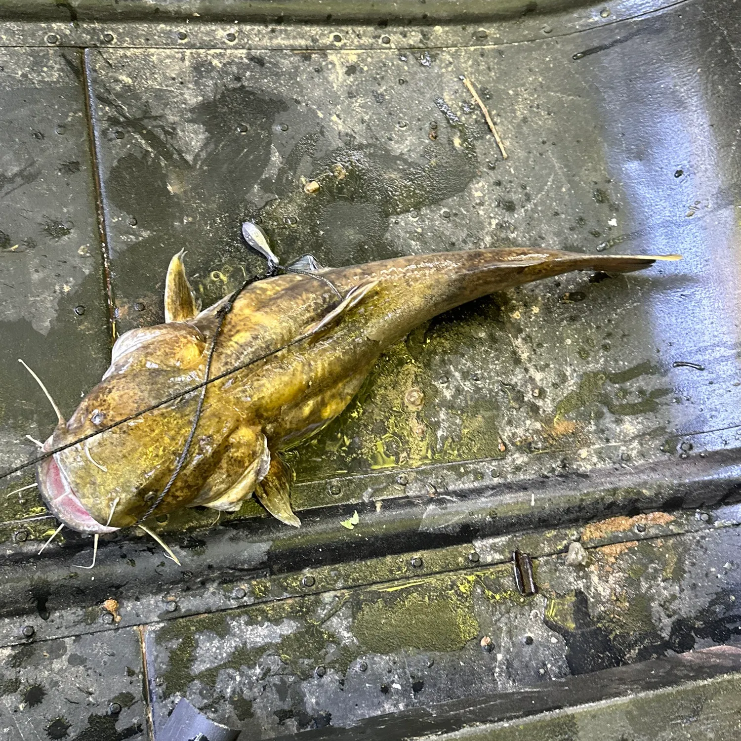 The most recent Flathead catfish catches on Fishbrain