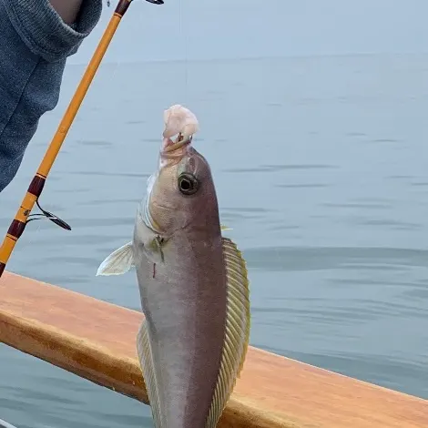 Lingcod caught on Fishbrain