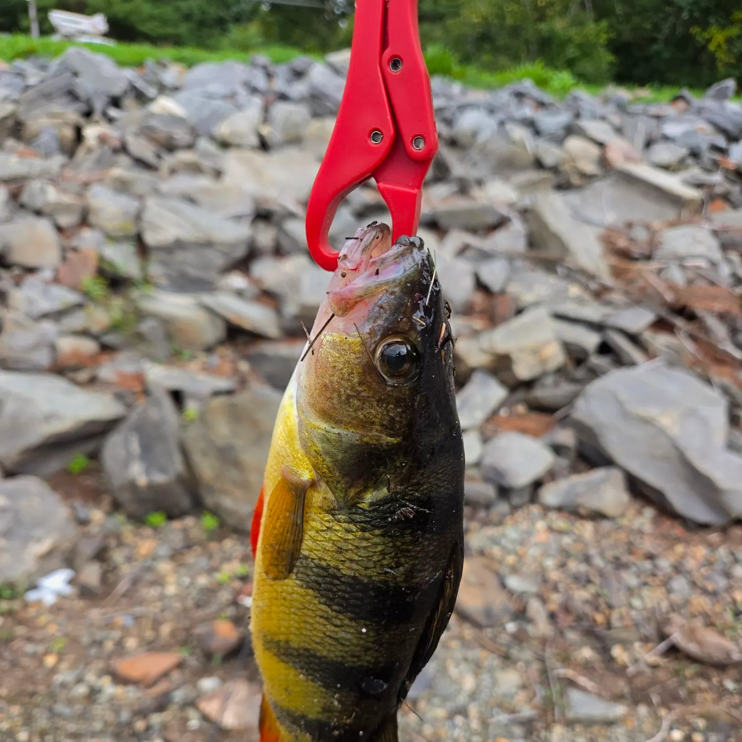 Yellow perch caught on Fishbrain
