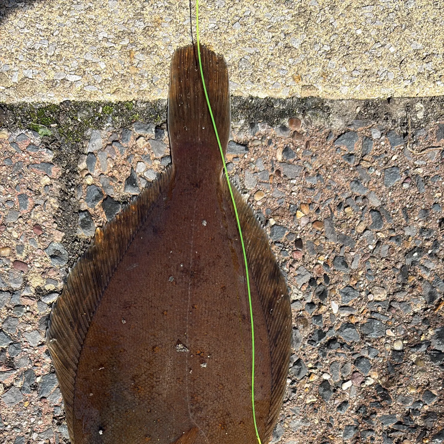 The most recent Common dab catches on Fishbrain