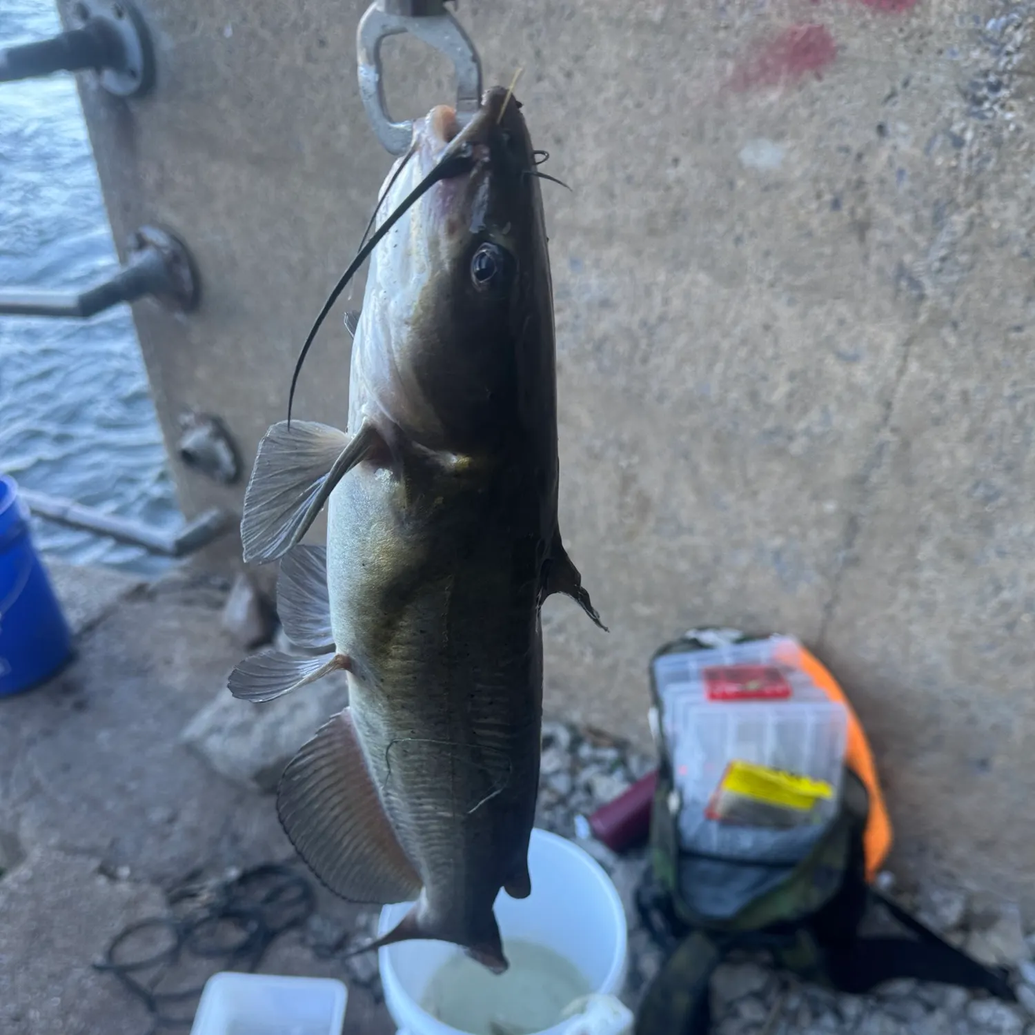 Channel catfish caught on Fishbrain