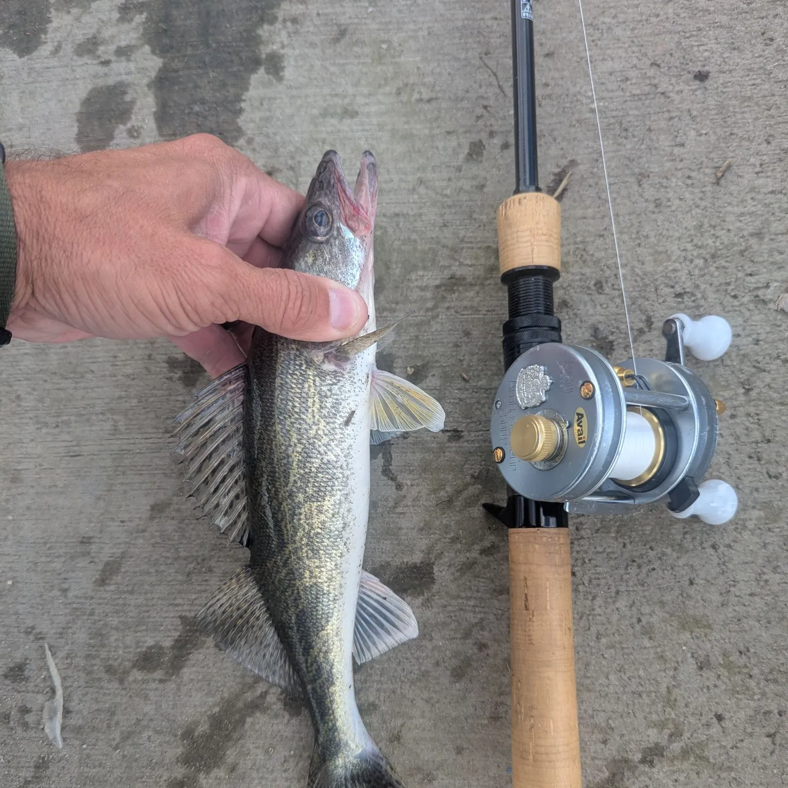 The most recent Saugeye catches on Fishbrain