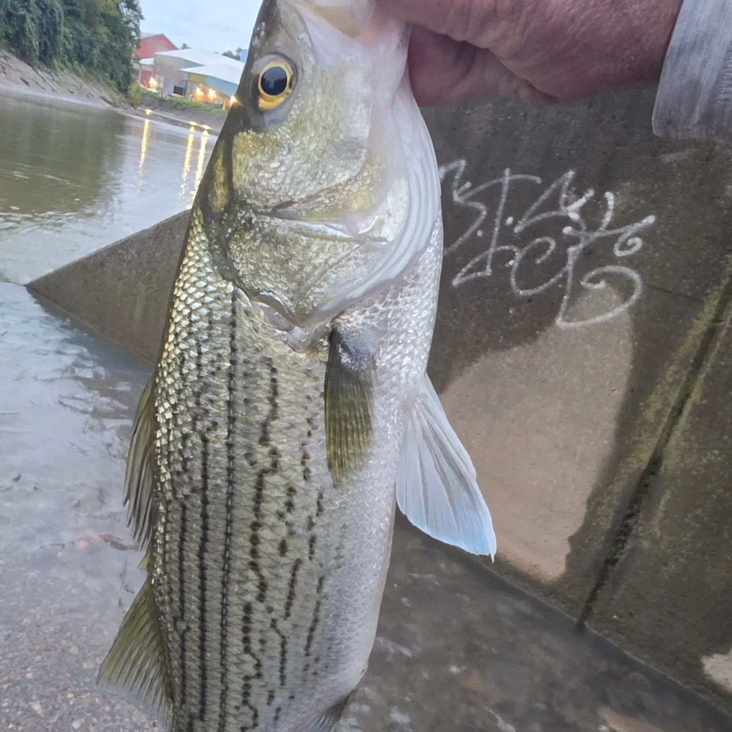 Wiper caught on Fishbrain