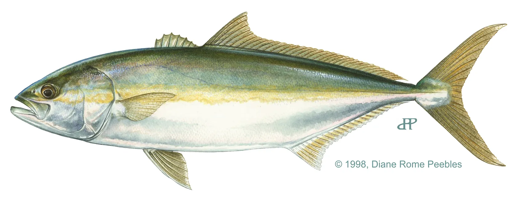 Southern yellowtail amberjack