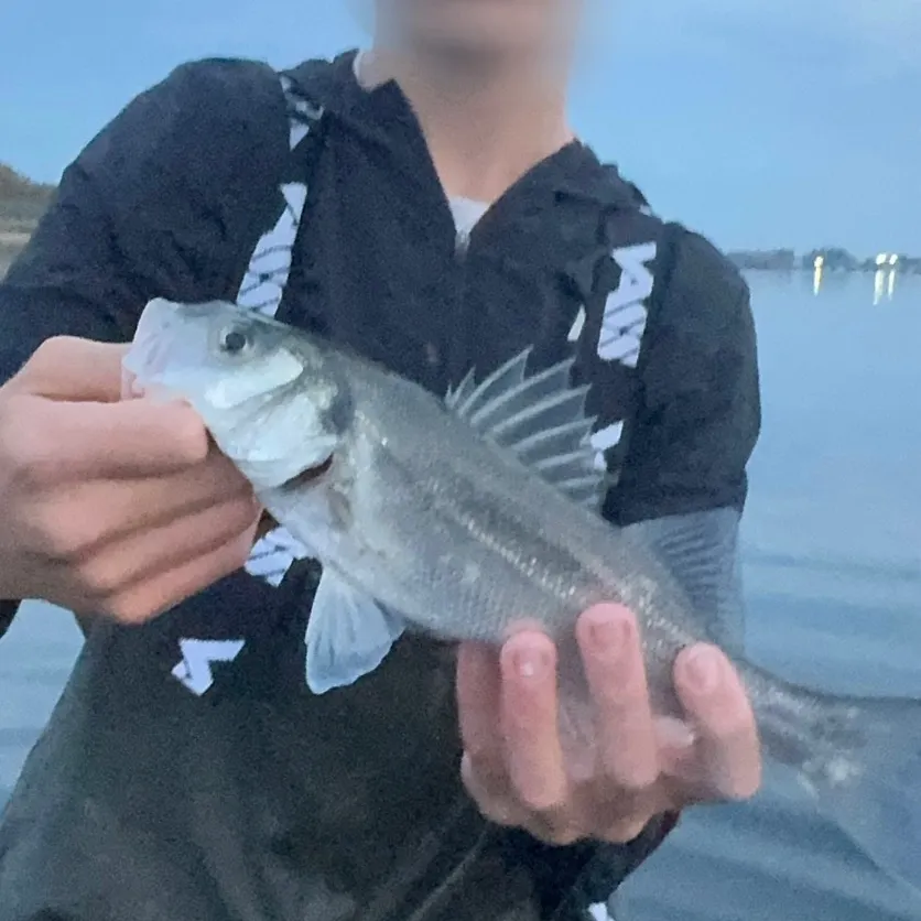 European seabass caught on Fishbrain
