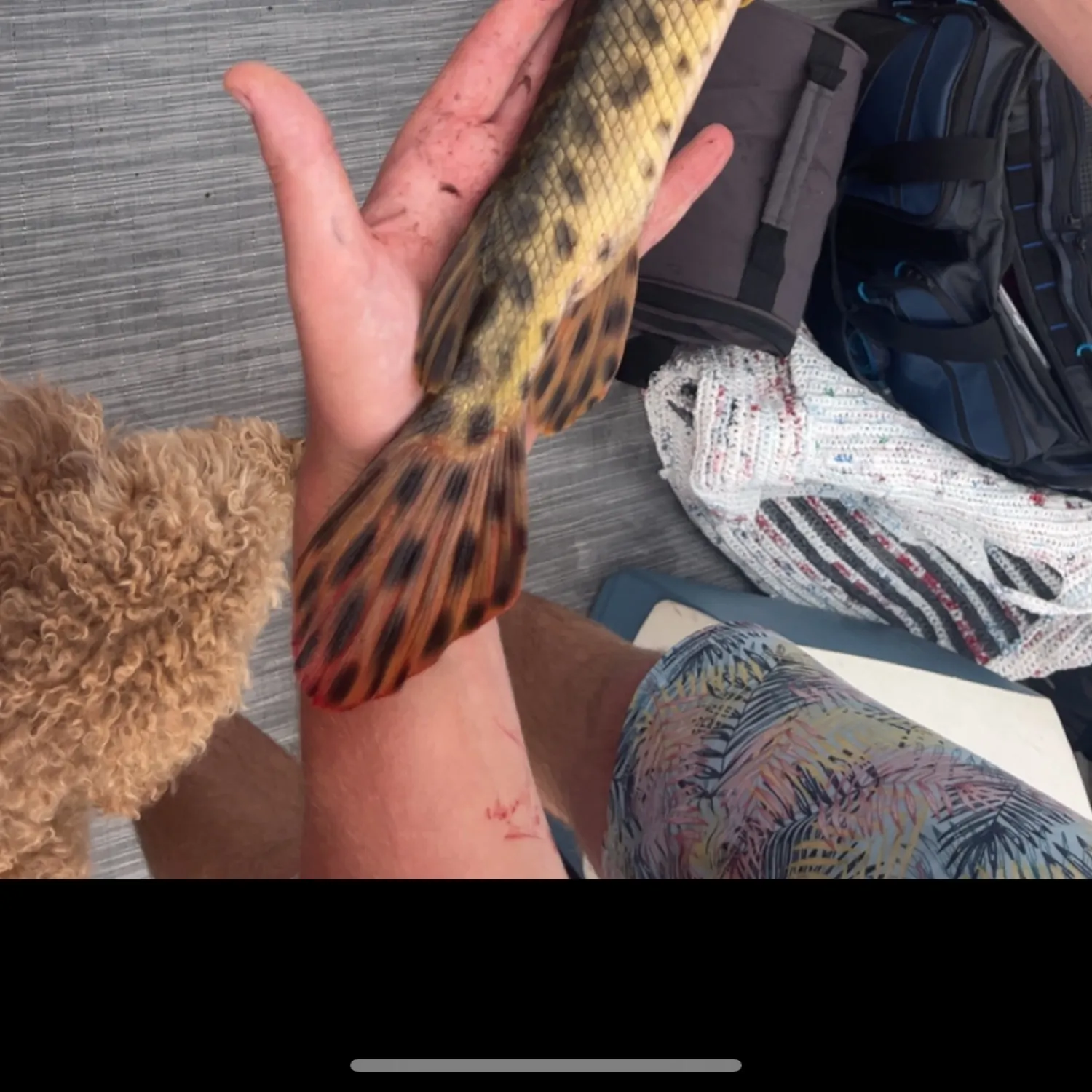 recently logged catches